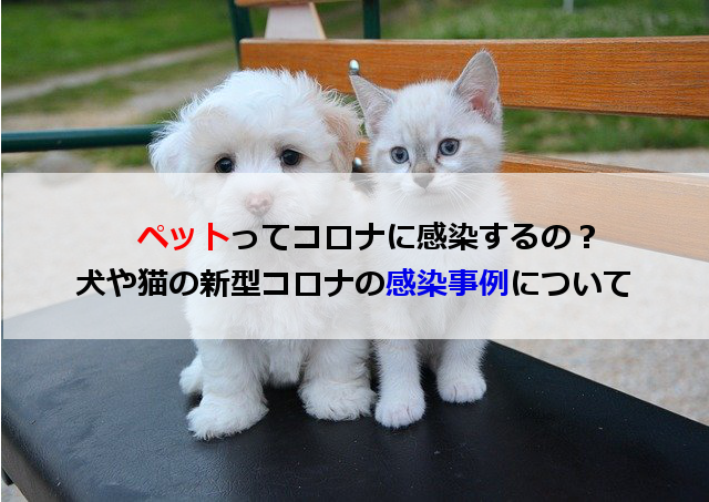 ペットにコロナって感染するの？犬や猫の感染事例について